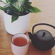 asian teapot, rare specialty tea & green plant on wood table